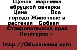 Щенок  маремма абруцкой овчарки › Цена ­ 50 000 - Все города Животные и растения » Собаки   . Ставропольский край,Пятигорск г.